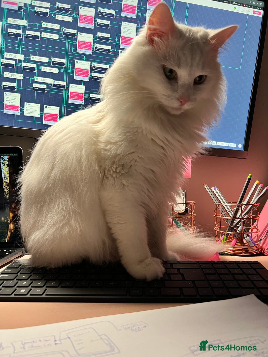 Turkish Angora cats for sale: 2 Turkish angora siblings  - Image 3