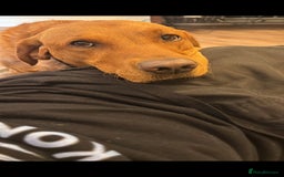 Labrador Retriever dogs for stud: Noah - Fox Red labrador pedigree -For Stud - Image 19