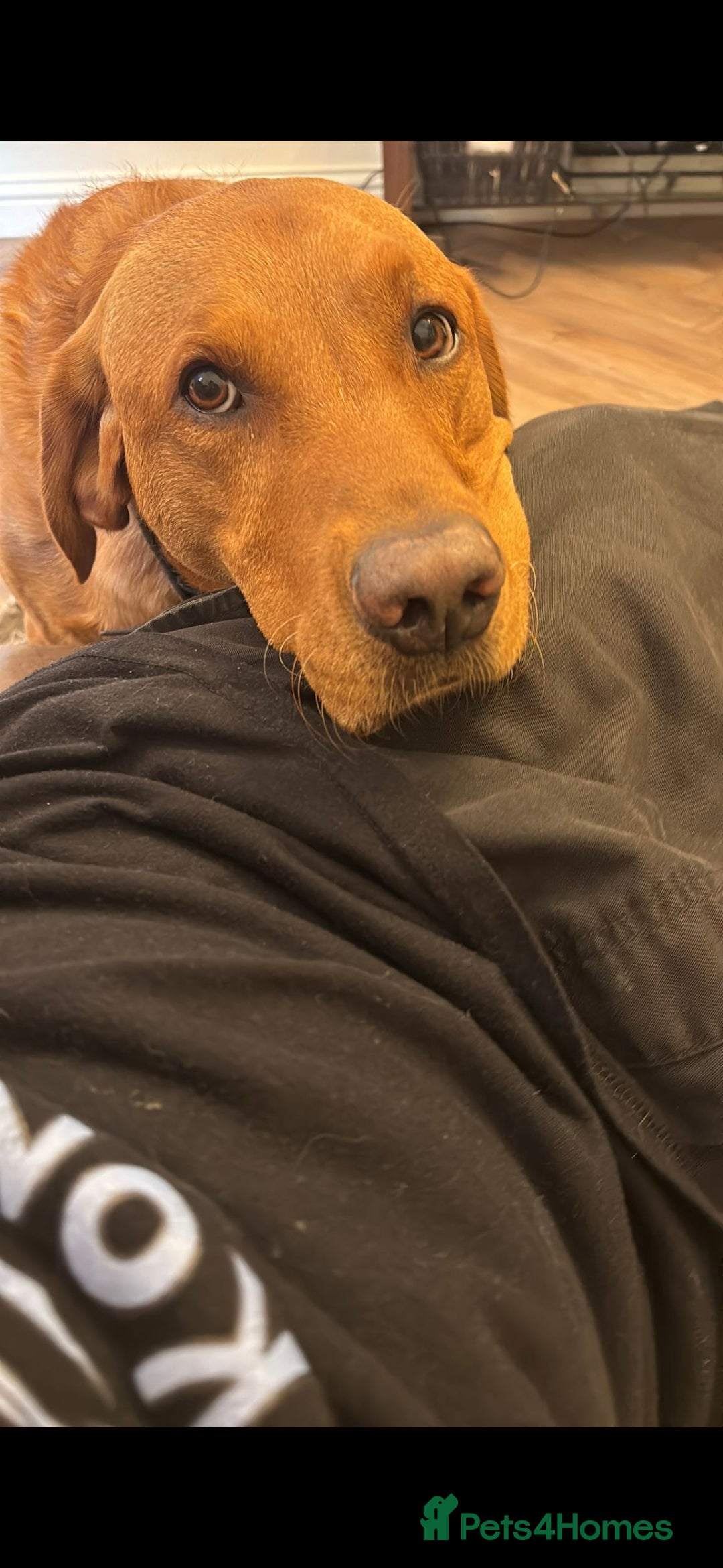 Labrador Retriever dogs for stud: Noah - Fox Red labrador pedigree -For Stud - Image 19