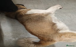 Akita dogs for sale: American akitia 2yrs old - Image 6