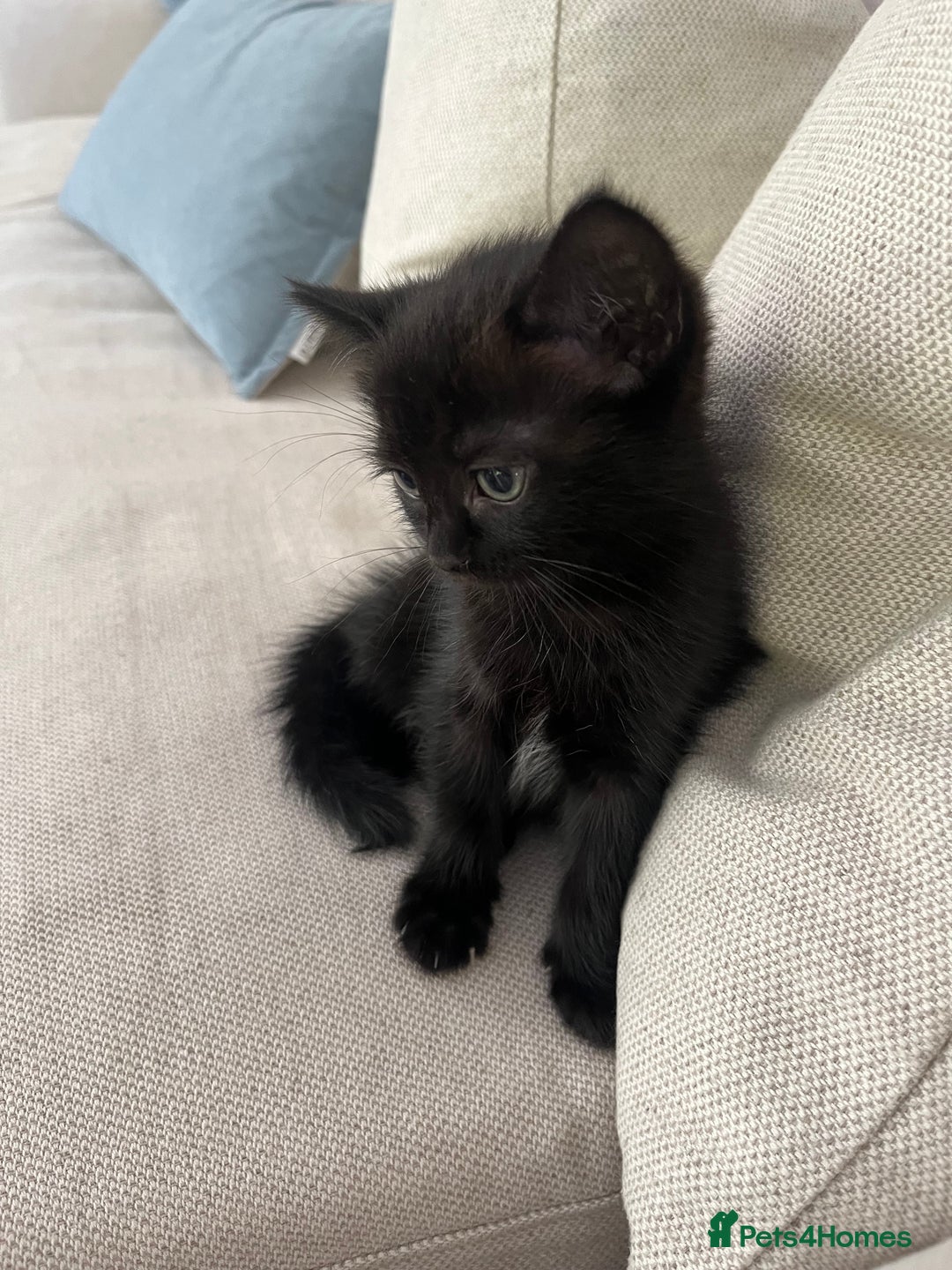 Ragdoll cats for sale: Beautiful affectionate friendly ragdoll x tuxedo - Image 11