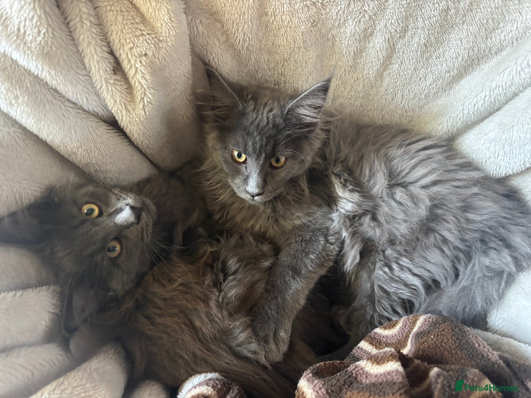 Maine Coon cats for sale: Blue Maine Coon kittens - Image 8