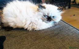 Persian cats for sale: Persian cross exotic  - Image 8