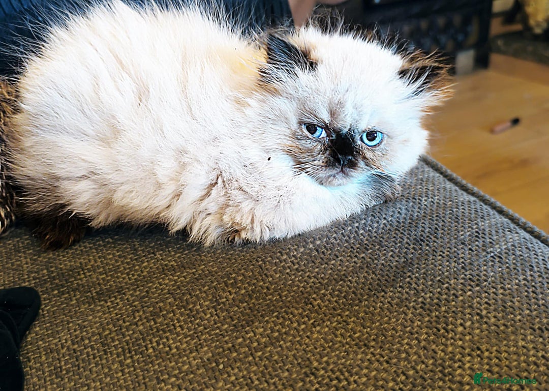 Persian cats for sale: Persian cross exotic  - Image 8