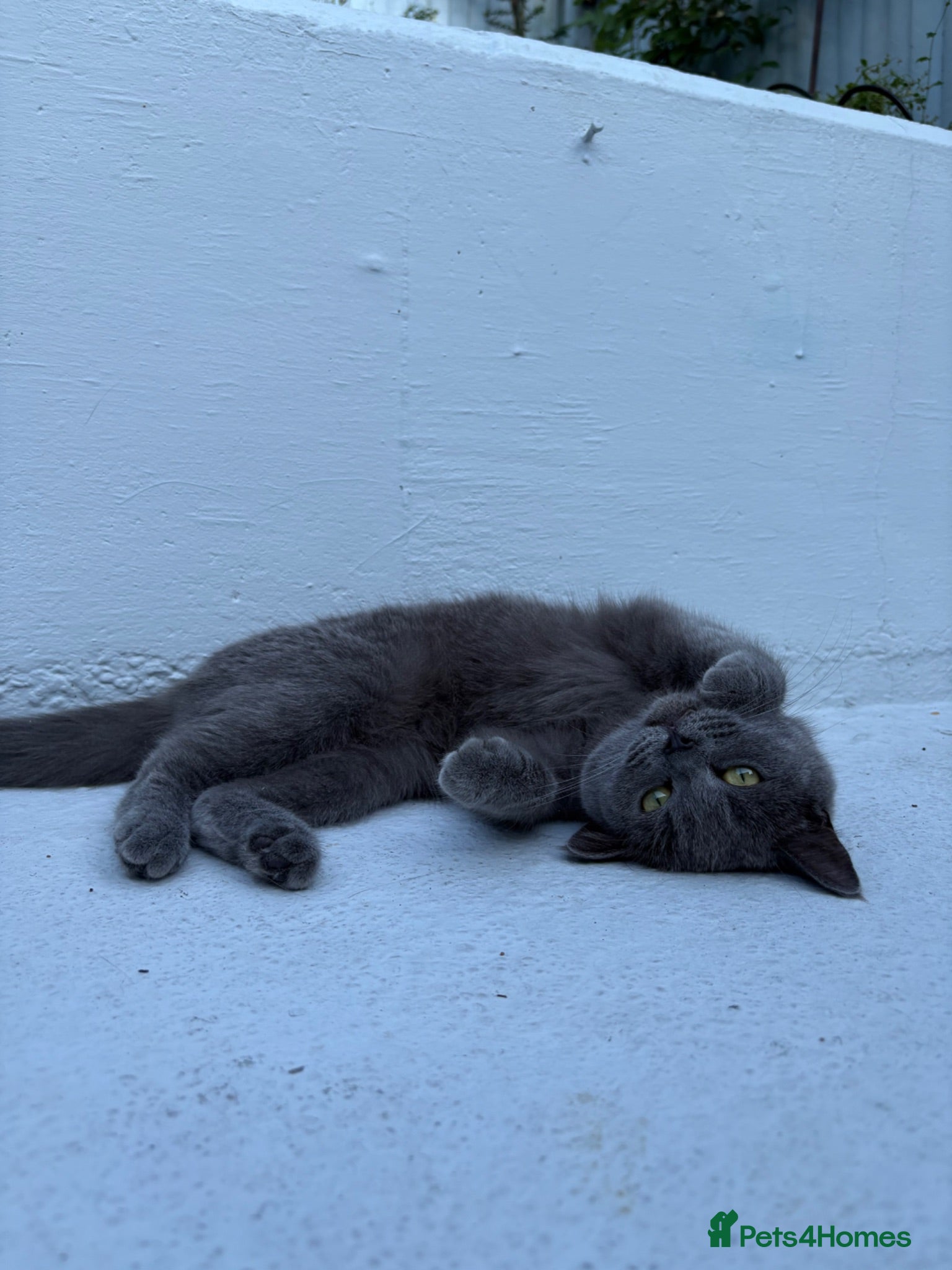 British Shorthair cats 3 Beautiful British Shorthair Babies 🐱 - Advert 1