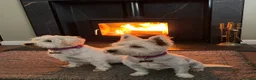 West Highland Terrier dogs for sale: West highland puppies for sale - Advert 5