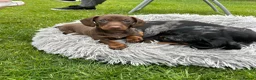 Miniature Dachshund dogs for sale: KC Registered miniature dachshund puppies  - Advert 5