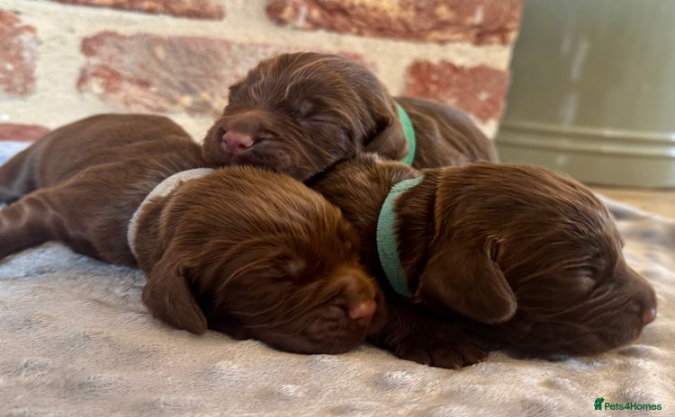 Cocker Spaniel dogs - Advert 3