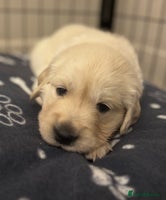 Golden Retriever dogs Beautiful KC Registered Golden Retriever Puppies - Advert 2