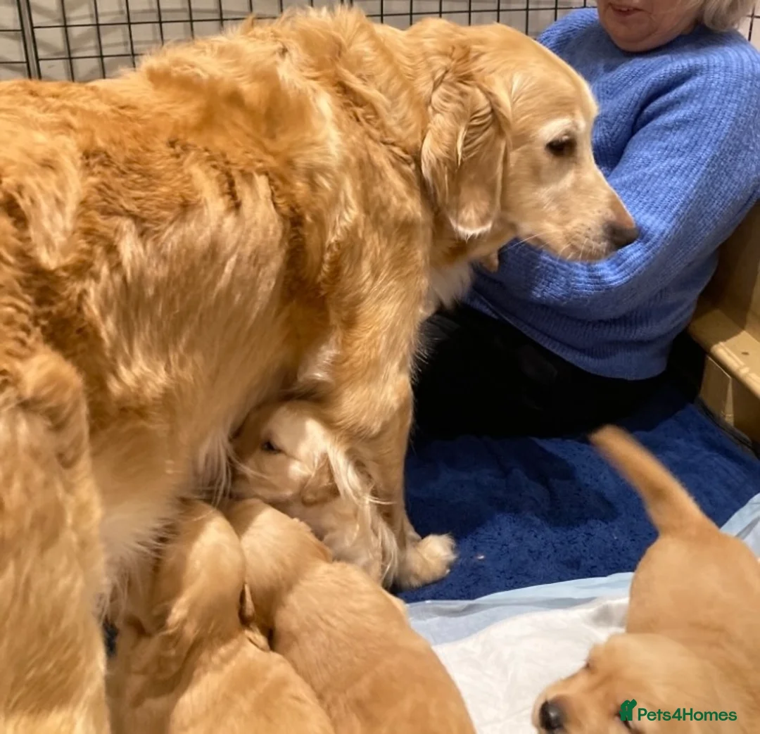 Golden Retriever dogs for sale: KC REGISTERED GOLDEN RETRIEVER PUPPY  - Advert 10