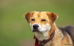 Japanese Shiba Inu dogs for adoption: Kyoto, 1 yr old female Shiba Inu X for adoption - Image 5
