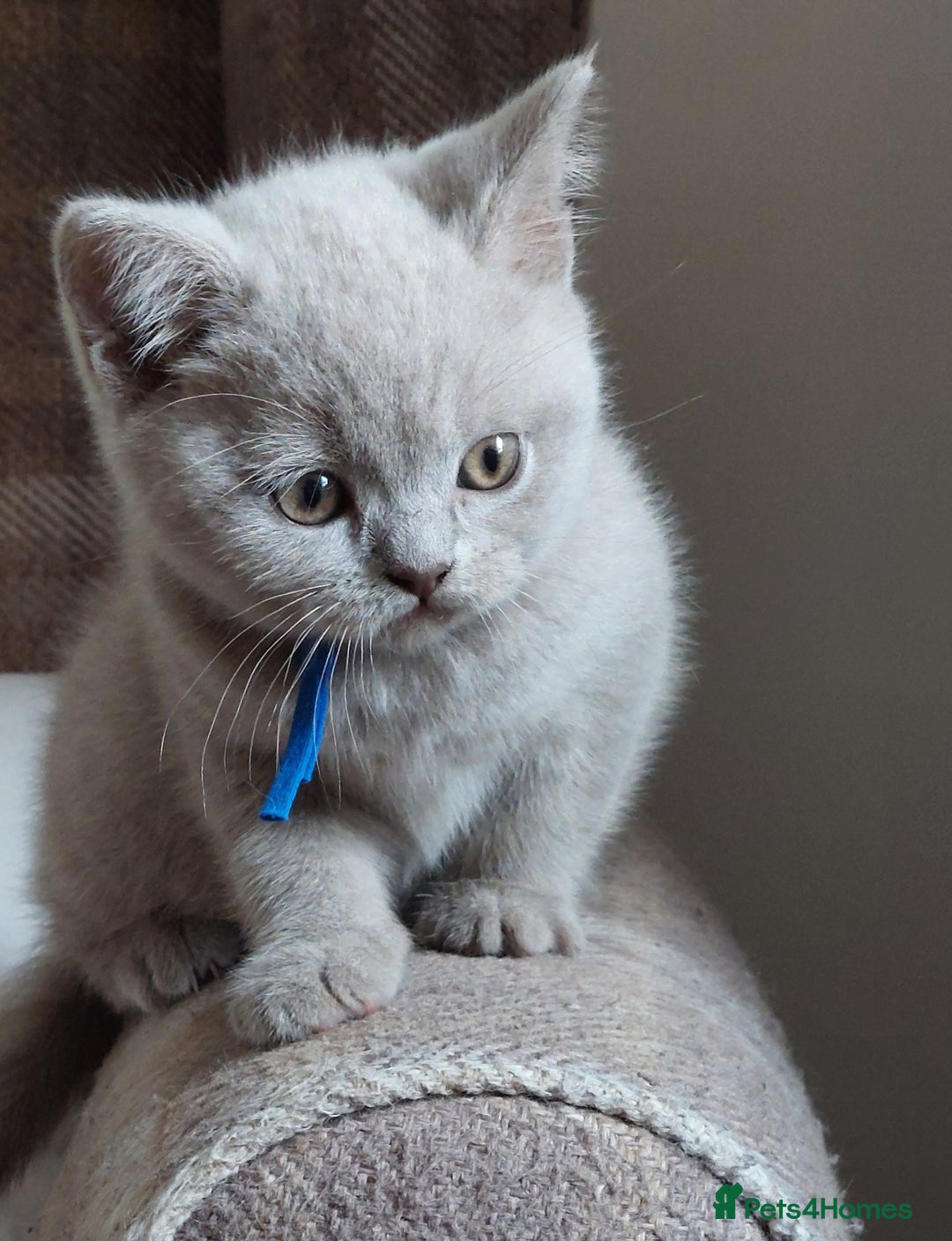 British Shorthair cats for sale: 💙💜GCCF REGISTERED KITTENS💜💙 - Image 9