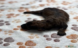 Cockapoo dogs for sale: Beautiful Fully Health Tested Cockapoos - Image 14