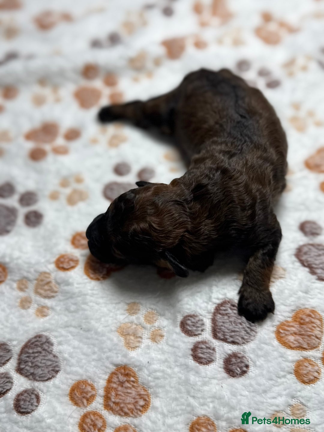 Cockapoo dogs for sale: Beautiful Fully Health Tested Cockapoos - Image 14