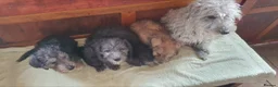 Bedlington Terrier dogs for sale: Beautiful bedlington cross puppies  - Advert 14