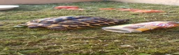 Hermann Tortoise reptiles for sale: Two testudo hermanni hermanni dwarf tortoises fm - Advert 10