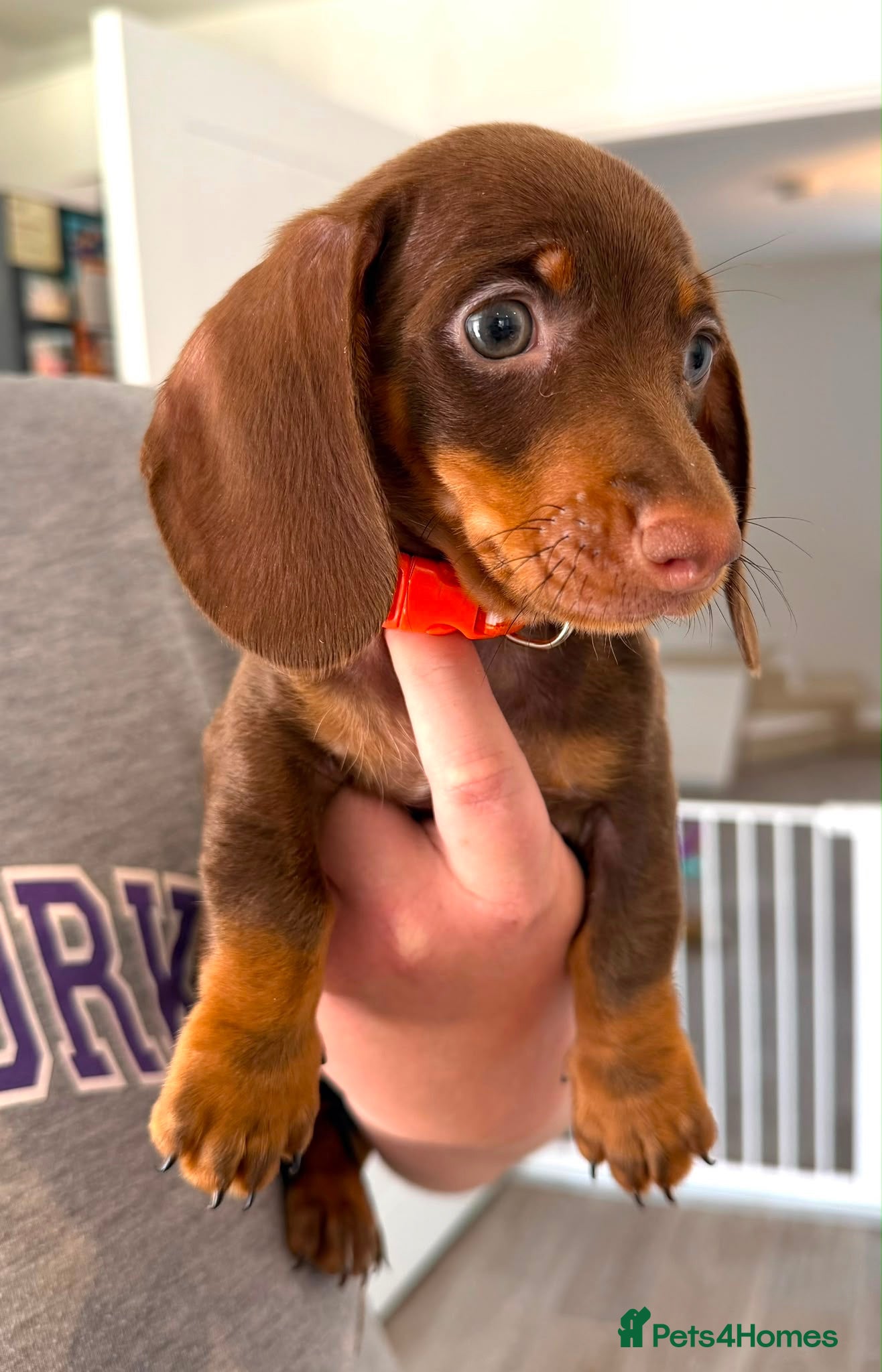 Miniature Dachshund dogs REDUCED READY NOW- Minature Dachshund Puppies  - Advert 10