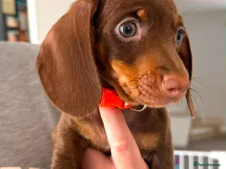 Miniature Dachshund dogs REDUCED READY NOW- Minature Dachshund Puppies - Advert 10