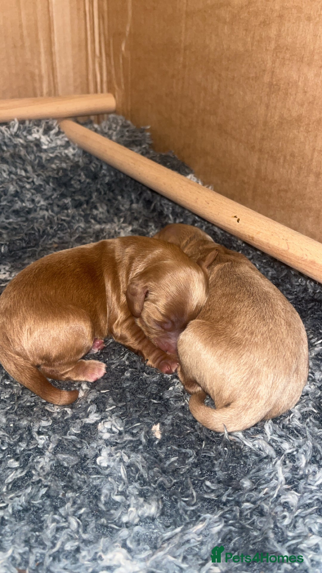Cavapoo dogs for sale: 🐾 Cavapoo puppies 🐾 - Advert 2