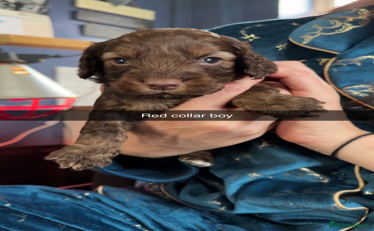 Cockapoo dogs - Advert 5