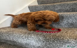 Cavapoo dogs for sale: cavapoo  - Image 20