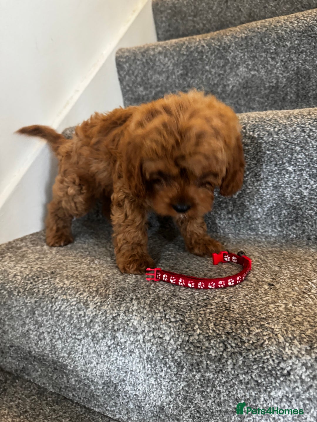 Cavapoo dogs for sale: cavapoo  - Image 20