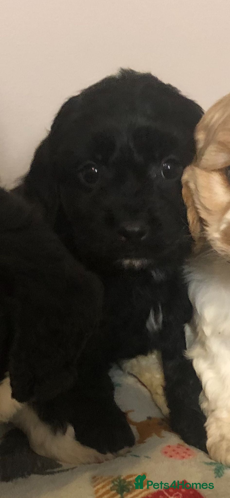 Mixed Breed dogs 4 male cavapoos - Advert 9