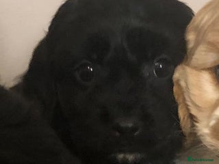 Mixed Breed dogs 4 male cavapoos - Advert 9