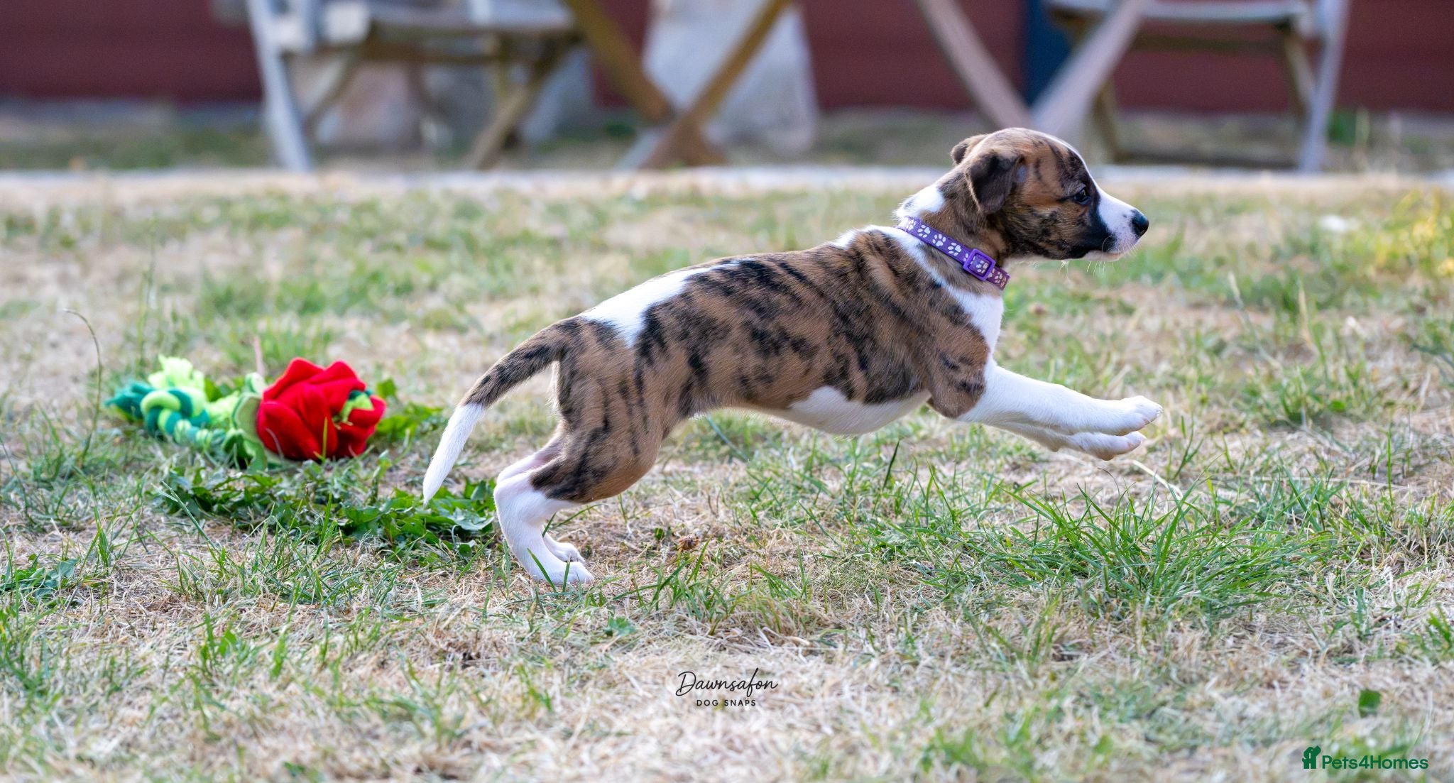 Whippet dogs Top Quality Whippet Puppies Ready to Reserve - Advert 2