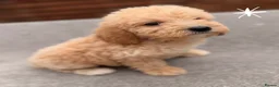 Cockapoo dogs for sale: 6 F1B COCKAPOO PUPPIES in Ashford - Advert 11