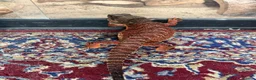 Bearded Dragon reptiles for sale: Stunning adult bearded dragons  - Advert 6