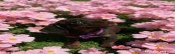 Jackshund dogs for sale: Jack dachshund xdaschound  in Wakefield - Advert 10