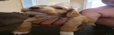 Cocker Spaniel 3