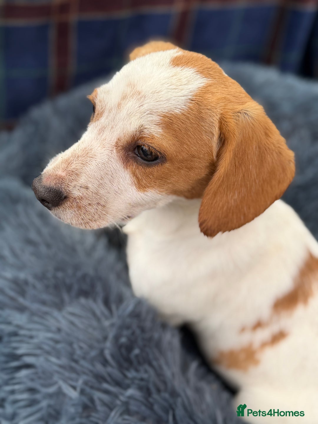 Beagle dogs for sale: Gorgeous beagle pups - Ready Now - Image 7