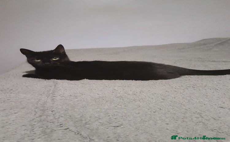 Mixed Breed cats Female cat - Advert 5