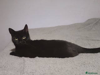 Mixed Breed cats Female cat - Advert 17