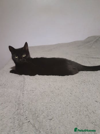 Mixed Breed cats Female cat - Advert 5