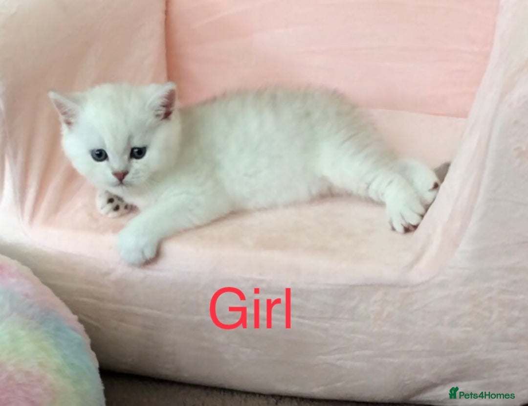 British Shorthair cats for sale: GCCF reg British Shorthair Kittens in Liverpool - Image 3
