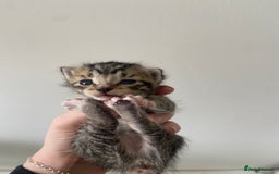 Russian Blue cats for sale: Mixed Russian blue kittens - Image 6