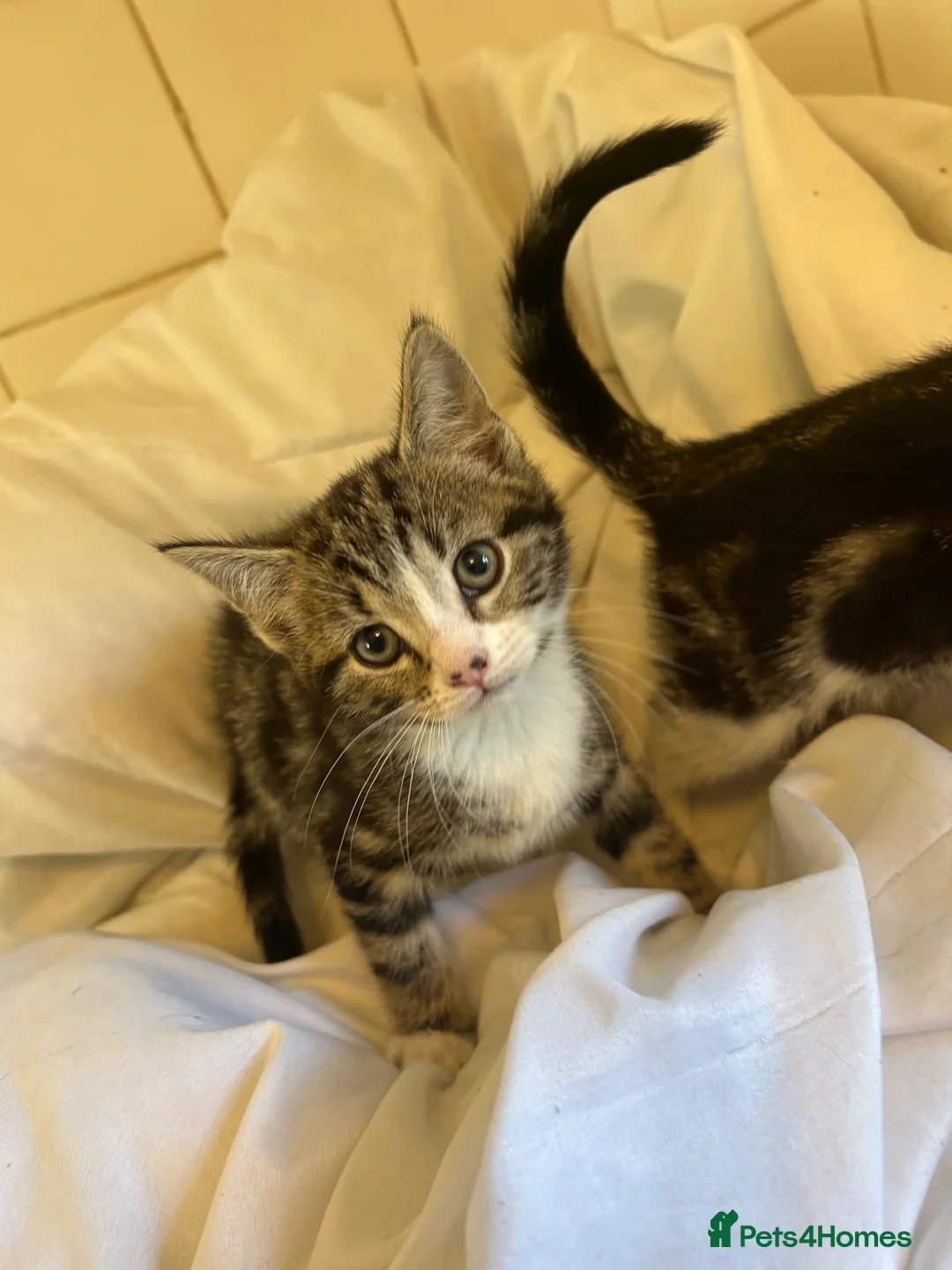 Mixed Breed cats for sale: Gorgeous Kittens  - Advert 8