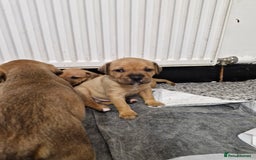 Mixed Breed dogs for sale: Staffie bullweiler puppies  - Image 3