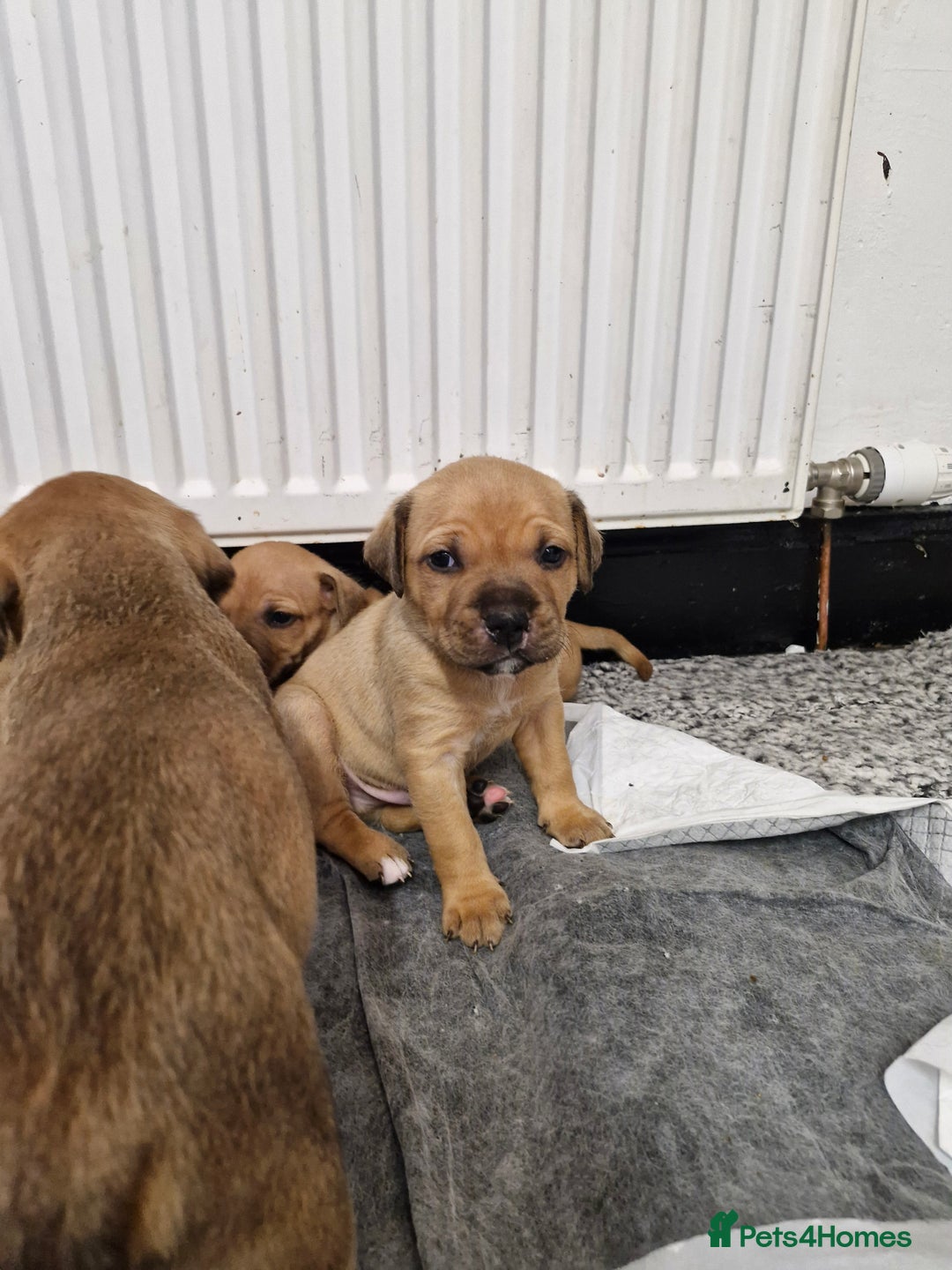 Mixed Breed dogs for sale: Staffie bullweiler puppies  - Image 3