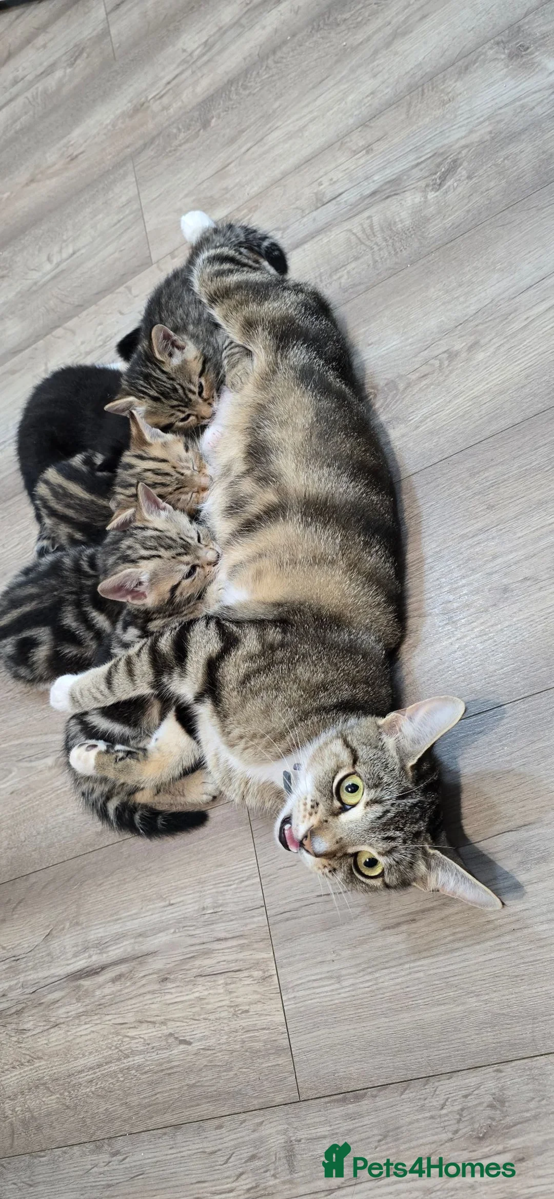 Mixed Breed cats for sale: Beautiful Little kittens ♡♡♡ - Advert 2