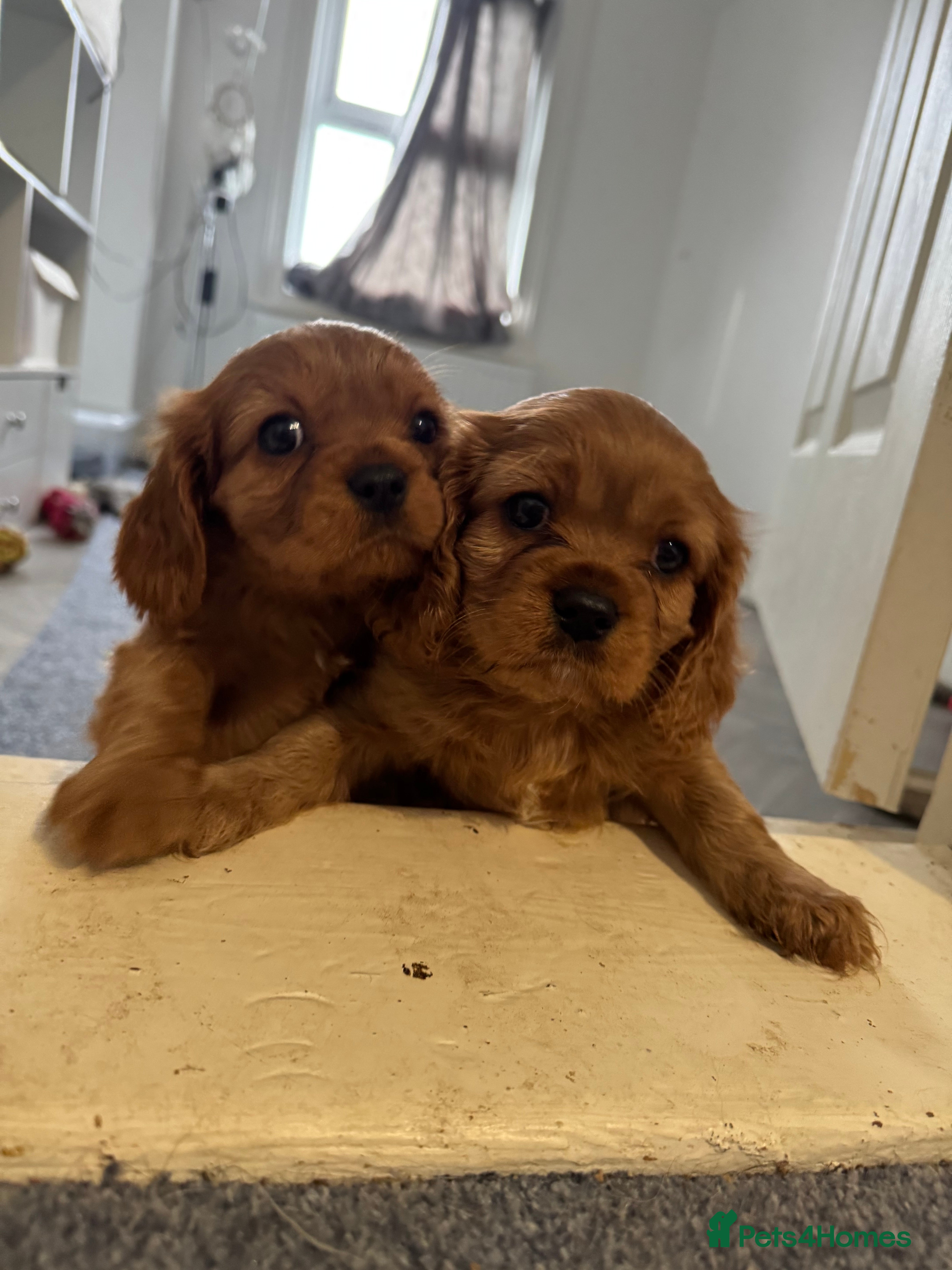 Cavalier King Charles Spaniel dogs Male King Charles Cavalier Puppies 🩵💙 - Advert 17