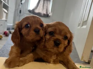 Cavalier King Charles Spaniel dogs Male King Charles Cavalier Puppies 🩵💙 - Advert 17