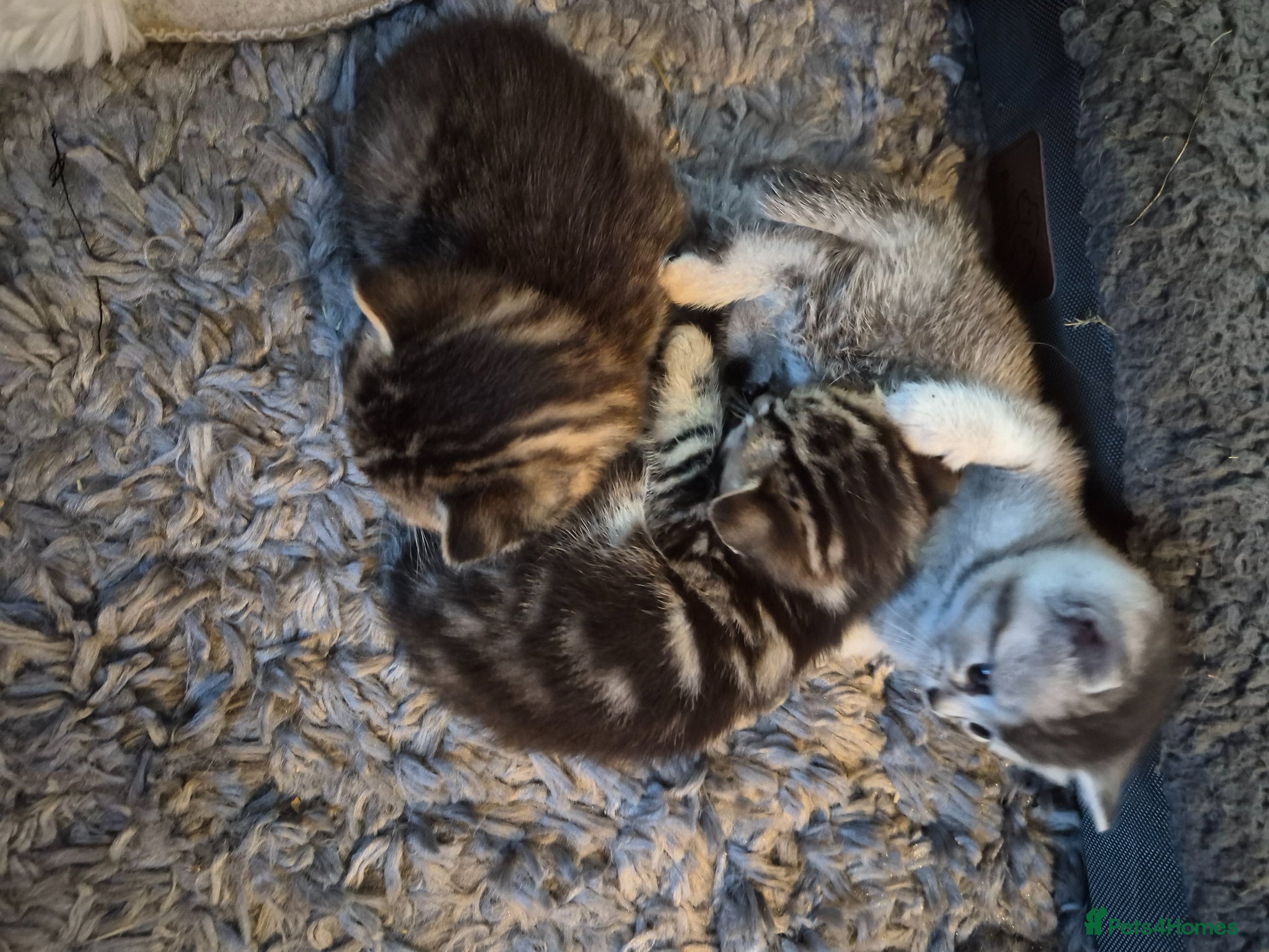 British Shorthair cats for sale: beautiful home bred British shorthair. in Verwood - Advert 8