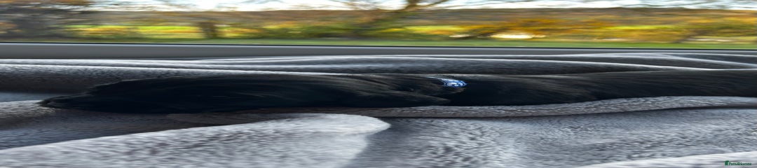 Cocker Spaniel Puppy 4