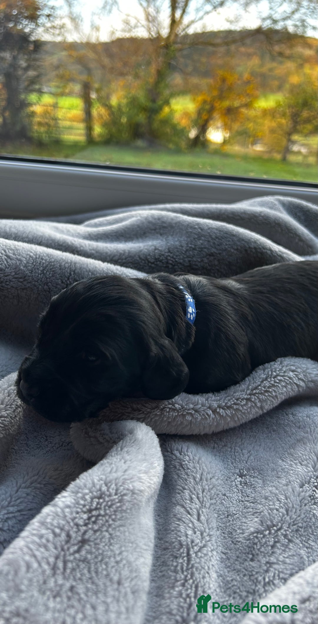 Cocker Spaniel dogs for sale: ✨ Cuddles Await from our Cocker Spaniel Pups  - Image 33