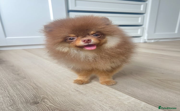 Pomeranian dogs - Advert 3