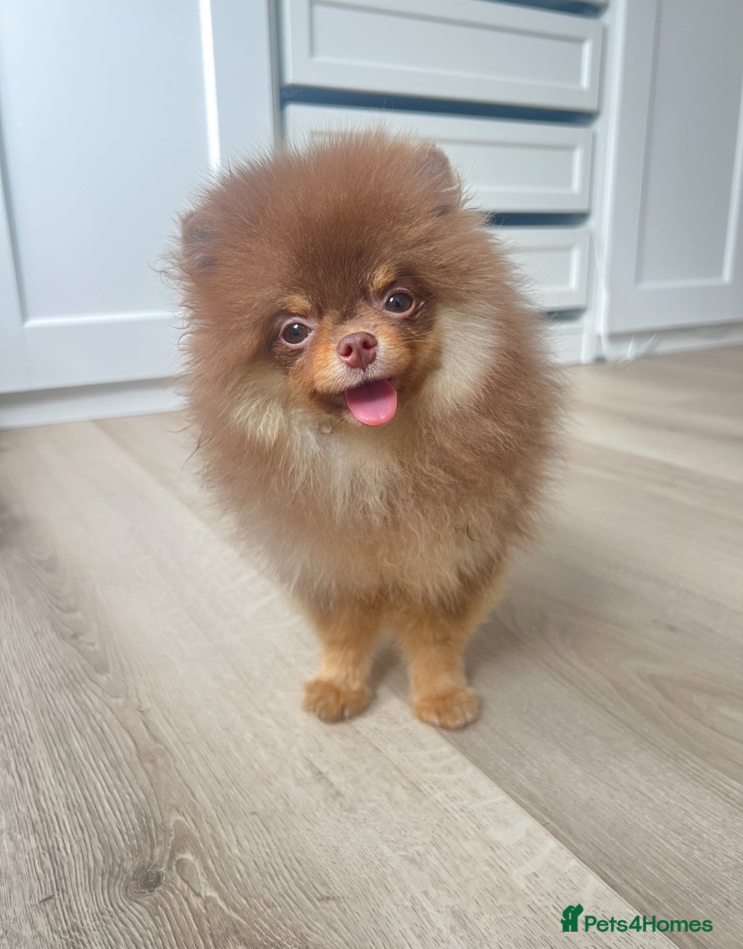Pomeranian dogs for sale: Choc and Tan Pomeranian Boy - Image 1